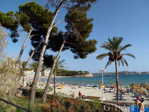 Sandstrand in Paguera (Peguera), Mallorca, Spanien ( Urlaub, Reisen, Lastminute-Reisen, Pauschalreisen )