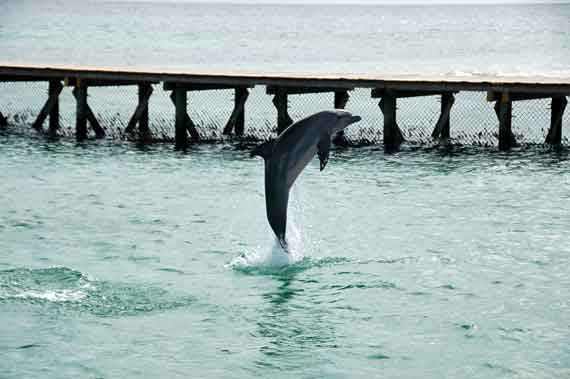 Karibik-Insel Anguilla, Delfine-Aquarium ( Urlaub, Reisen, Lastminute-Reisen, Pauschalreisen )