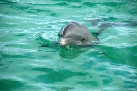 Karibik-Insel Anguilla, Delfine-Aquarium ( Urlaub, Reisen, Lastminute-Reisen, Pauschalreisen )