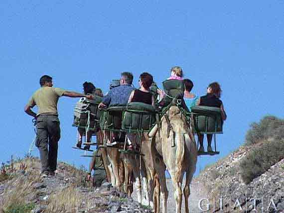 Naturpark „Oasis Park“ bei La Lajita, Fuerteventura, Kanaren ( Urlaub, Reisen, Lastminute-Reisen, Pauschalreisen )