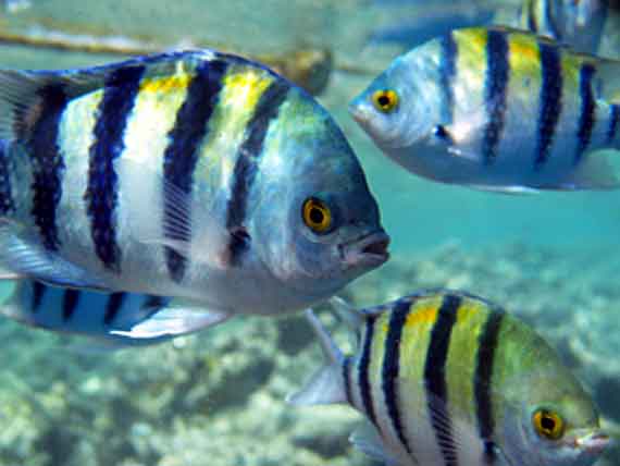 Ägypten, Hurghada - Rudderfish im Roten Meer ( Urlaub, Reisen, Lastminute-Reisen, Pauschalreisen )