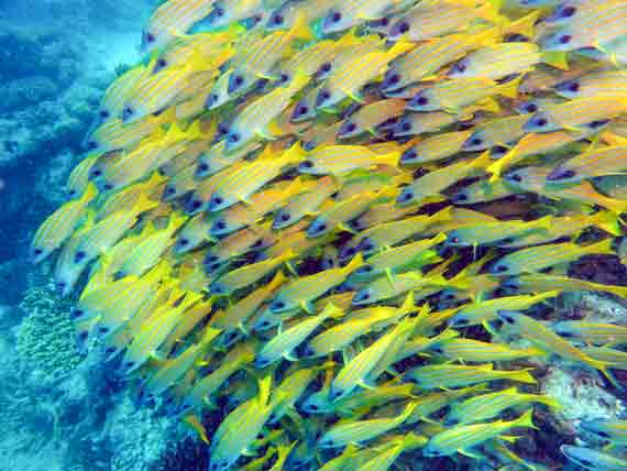 Indischer Ozean, Malediven - Fischschwarm am Riff ( Urlaub, Reisen, Lastminute-Reisen, Pauschalreisen )