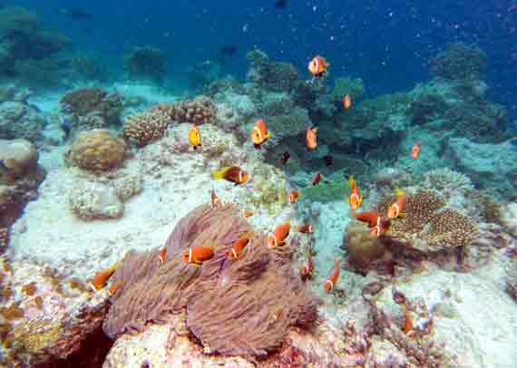 Indischer Ozean, Malediven - Fische am Riff ( Urlaub, Reisen, Lastminute-Reisen, Pauschalreisen )