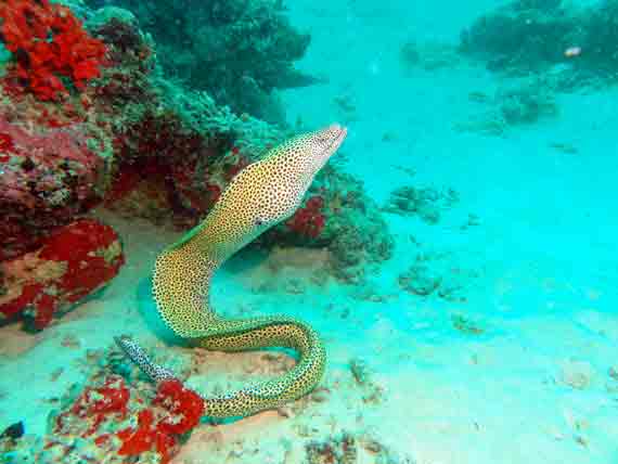 Indischer Ozean, Malediven - Riff ( Urlaub, Reisen, Lastminute-Reisen, Pauschalreisen )