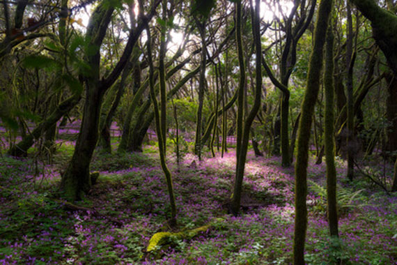 Garajonay-National-Park auf La Gomera, Kanaren-Insel (  Urlaub, Reisen, Lastminute-Reisen, Pauschalreisen )