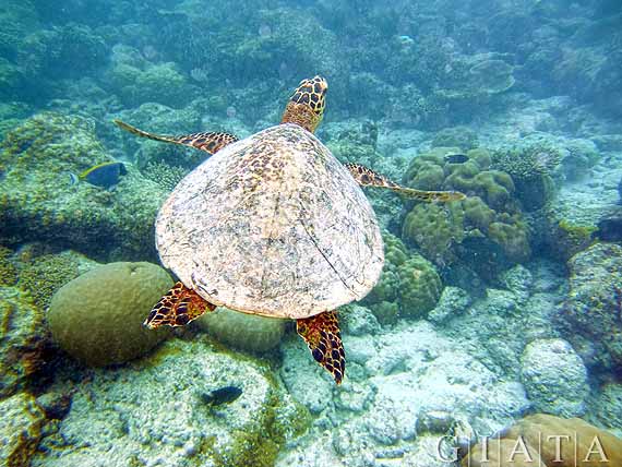 Malediven - Unterwasserwelt im Indischer Ozean ( Urlaub, Reisen, Lastminute-Reisen, Pauschalreisen )
