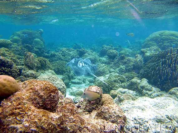 Malediven - Unterwasserwelt im Indischer Ozean ( Urlaub, Reisen, Lastminute-Reisen, Pauschalreisen )