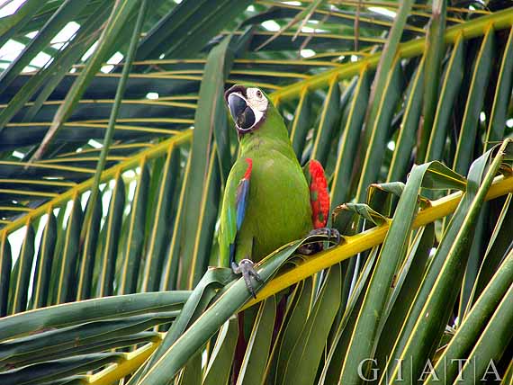 Malediven - Papagei ( Urlaub, Reisen, Lastminute-Reisen, Pauschalreisen )