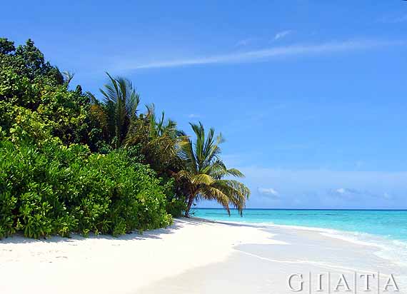 Malediven - Traumstrand im Indischen Ozean ( Urlaub, Reisen, Lastminute-Reisen, Pauschalreisen )